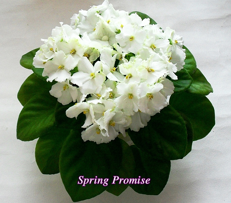 Spring Promise